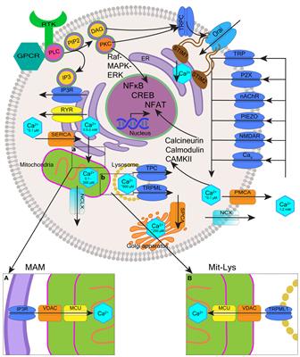 Deregulated calcium signaling in blood cancer: Underlying mechanisms and therapeutic potential